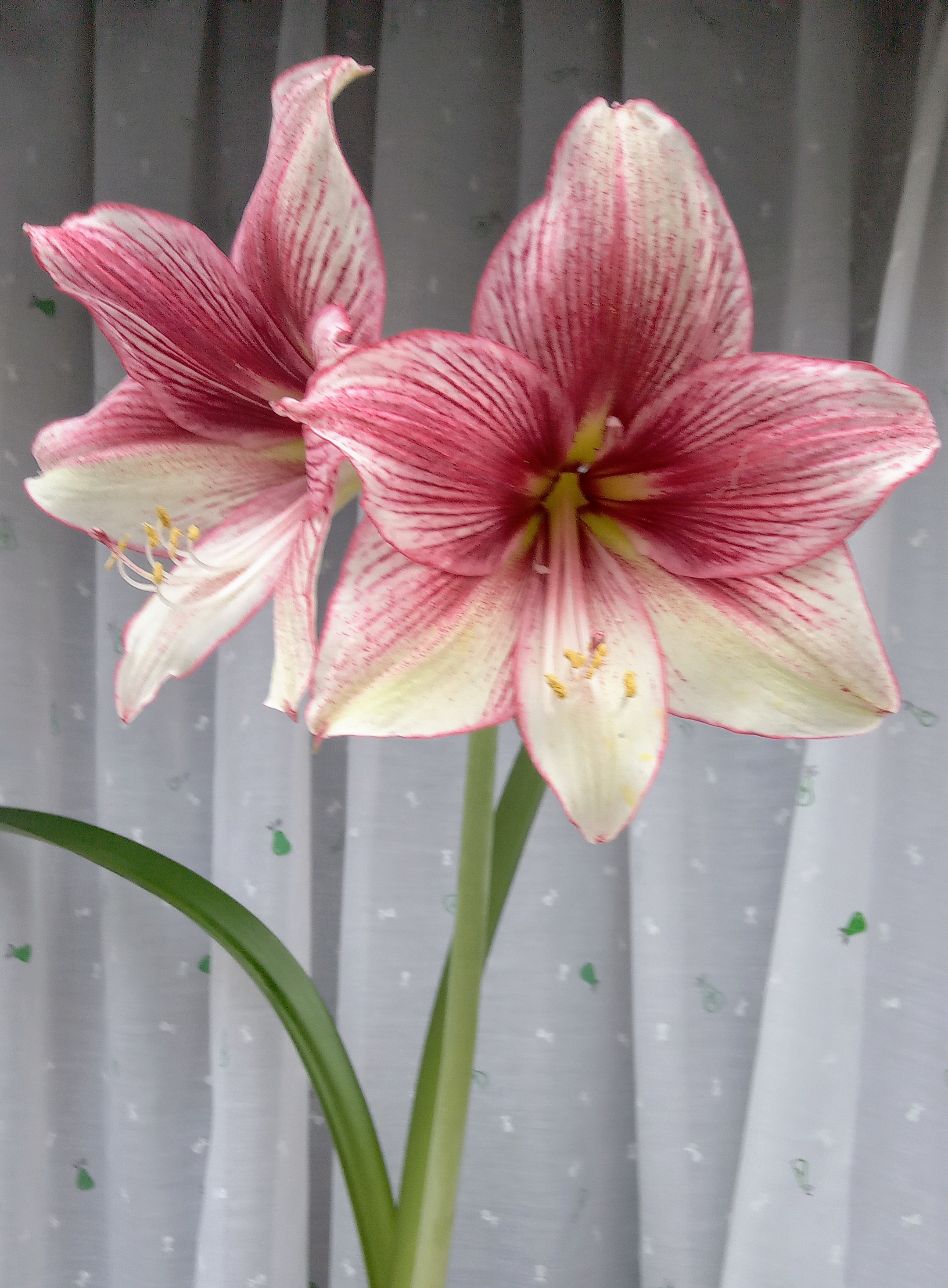 Amaryllis